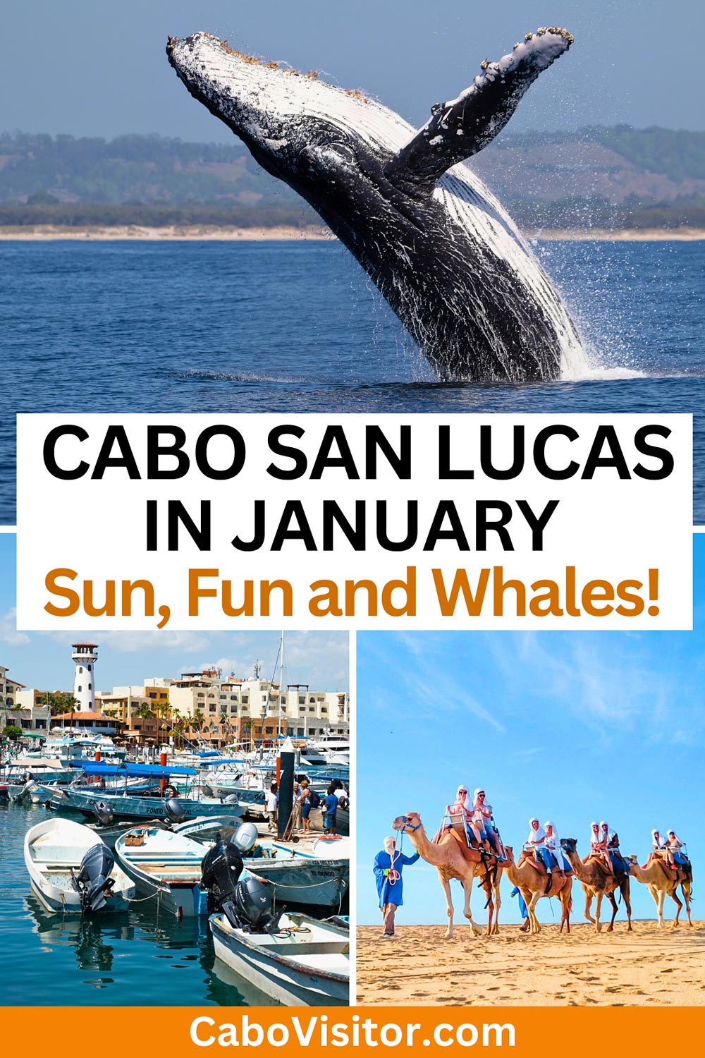 Visiting Cabo San Lucas in January