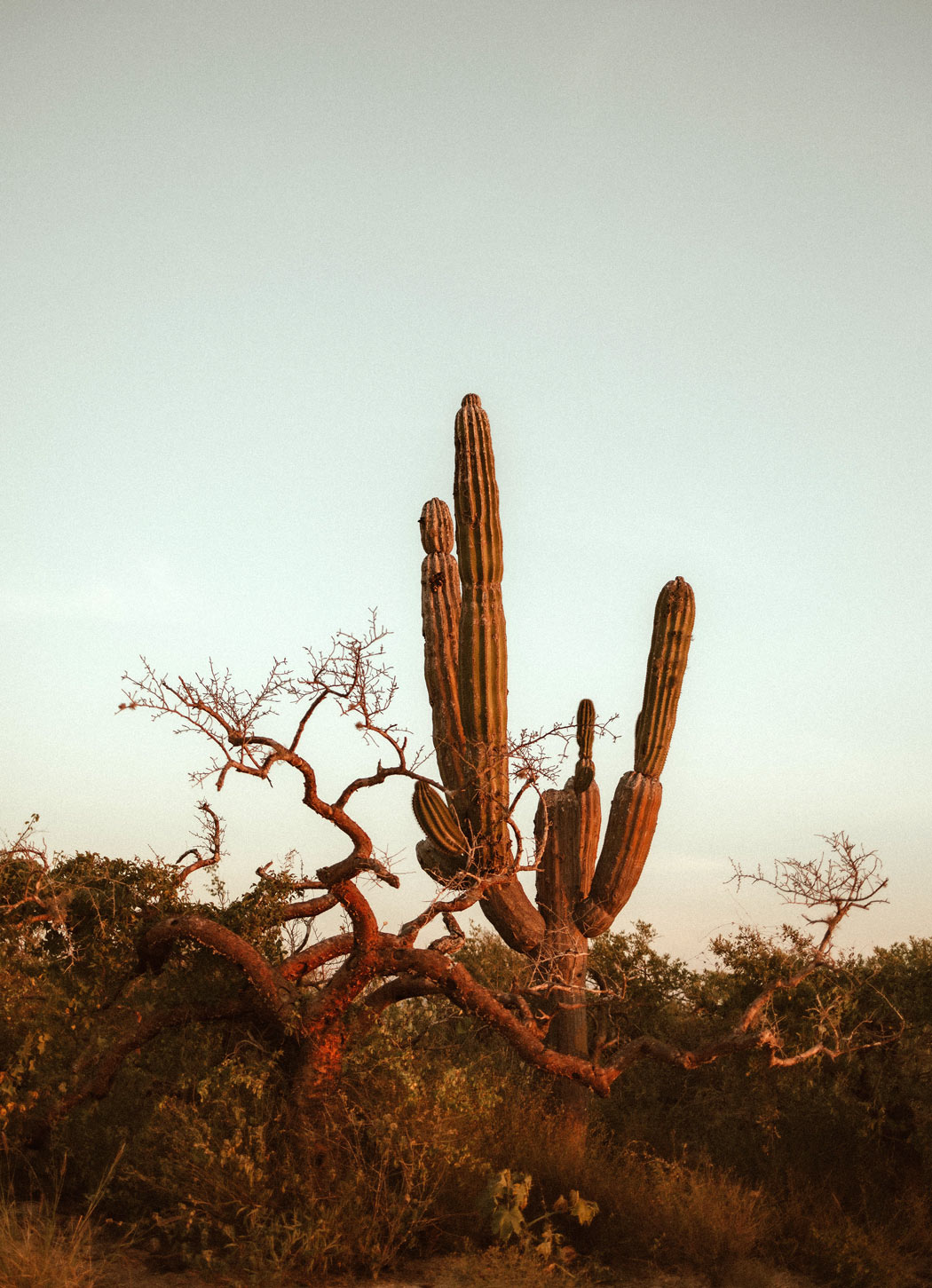 Cactus in the Baja desert