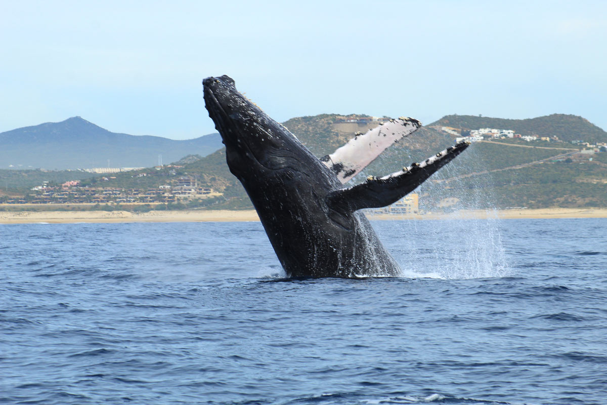 Humpback whale breaches in Cabo San Lucas Bay