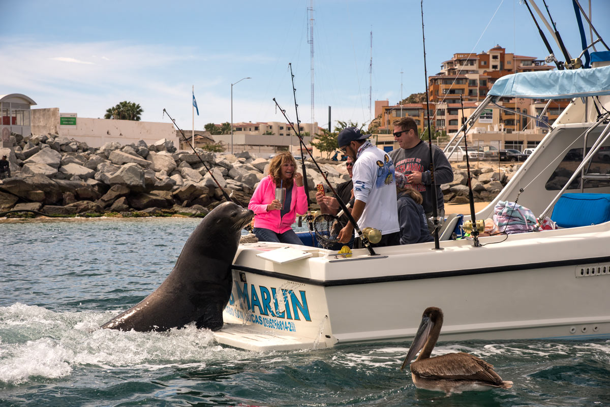 A large sea lion jumps onto the back of a fishing boat returning to the Cabo San Lucas Marina.