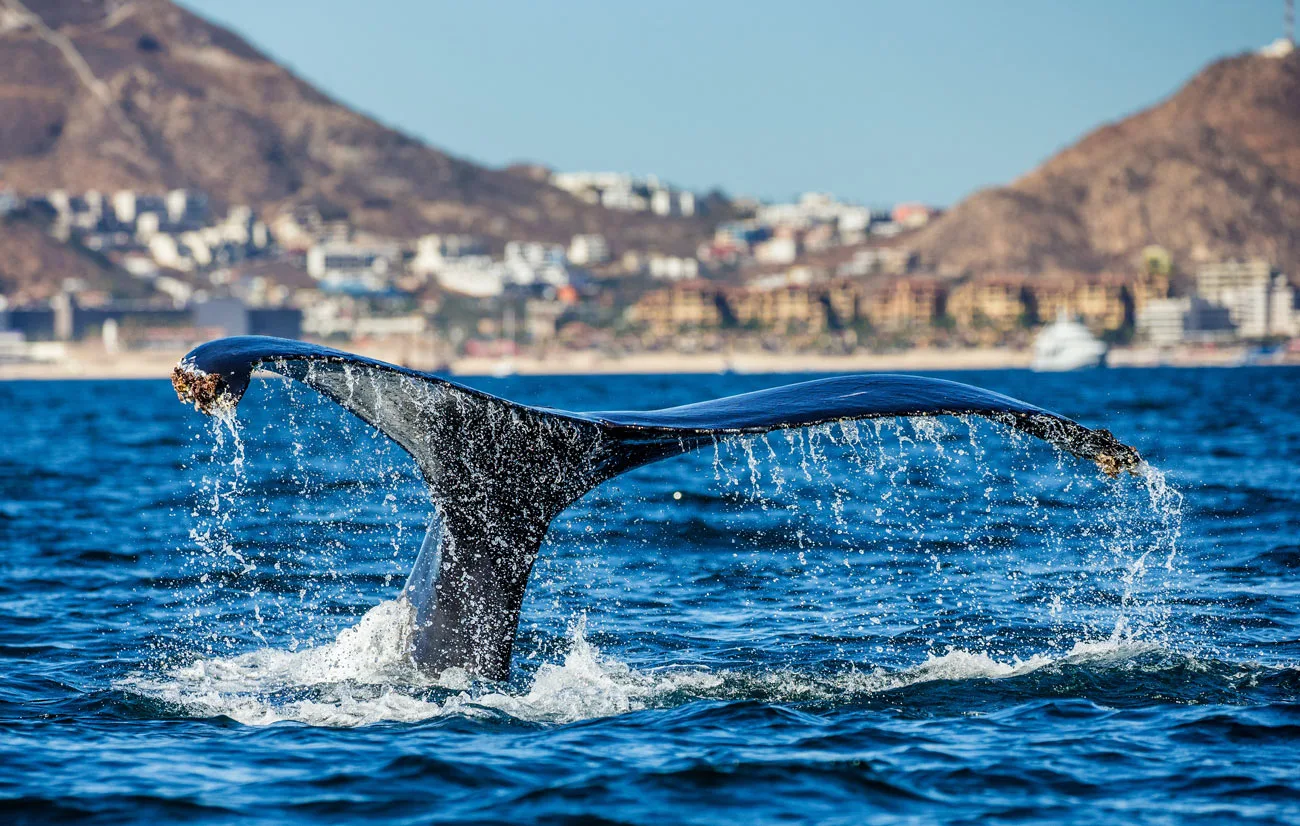 Whale tail in Cabo San Lucas Bay