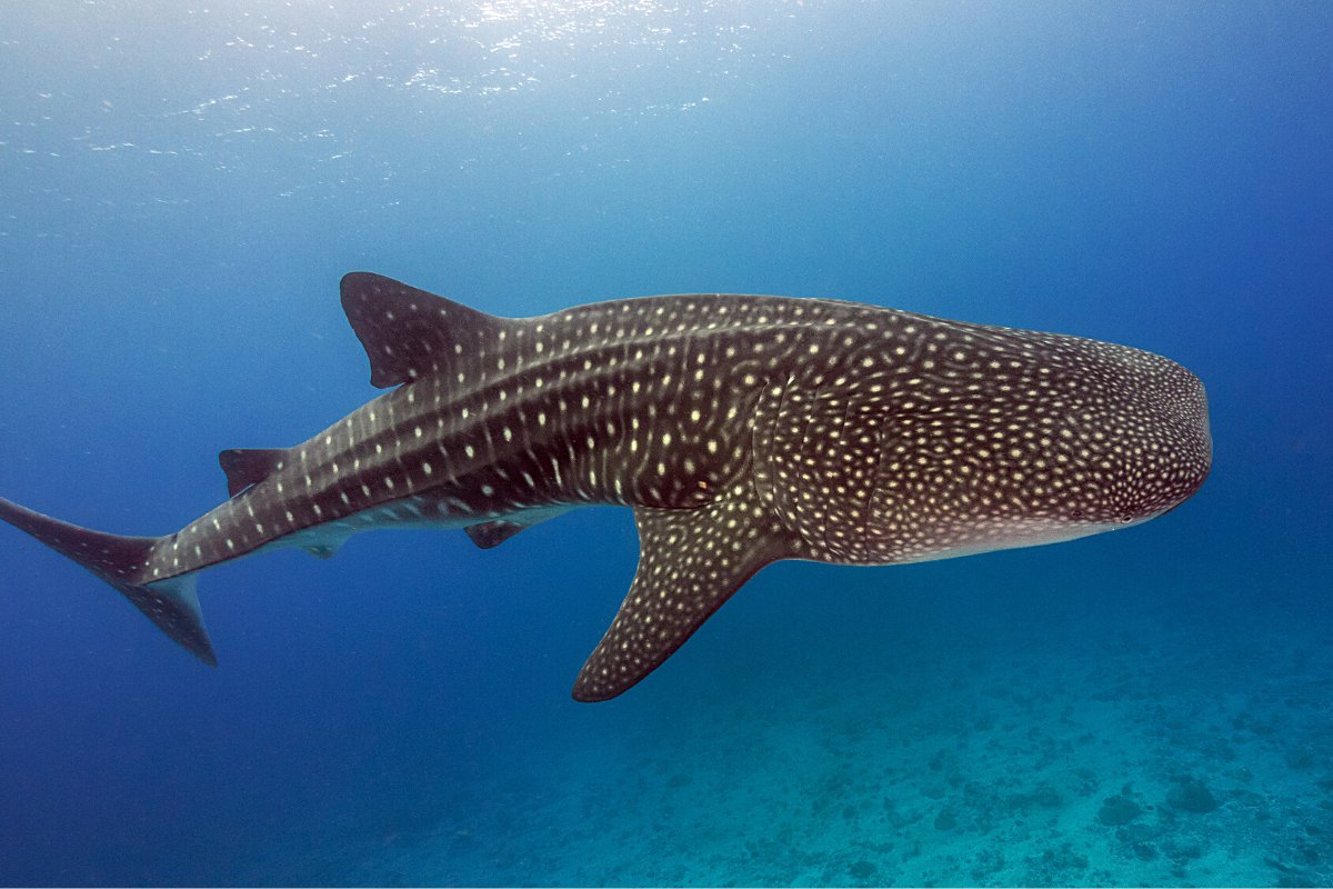 Whale shark in Los Cabos