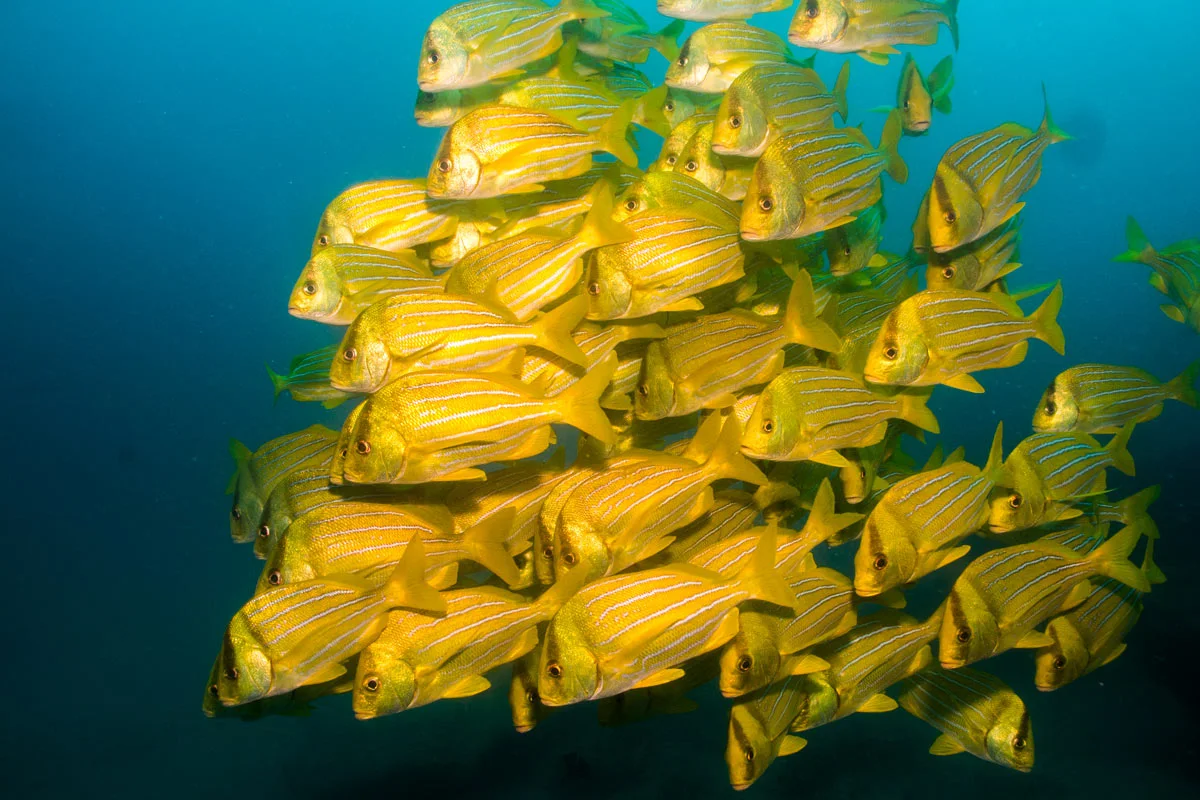 Yellow porkfish in Cabo San Lucas