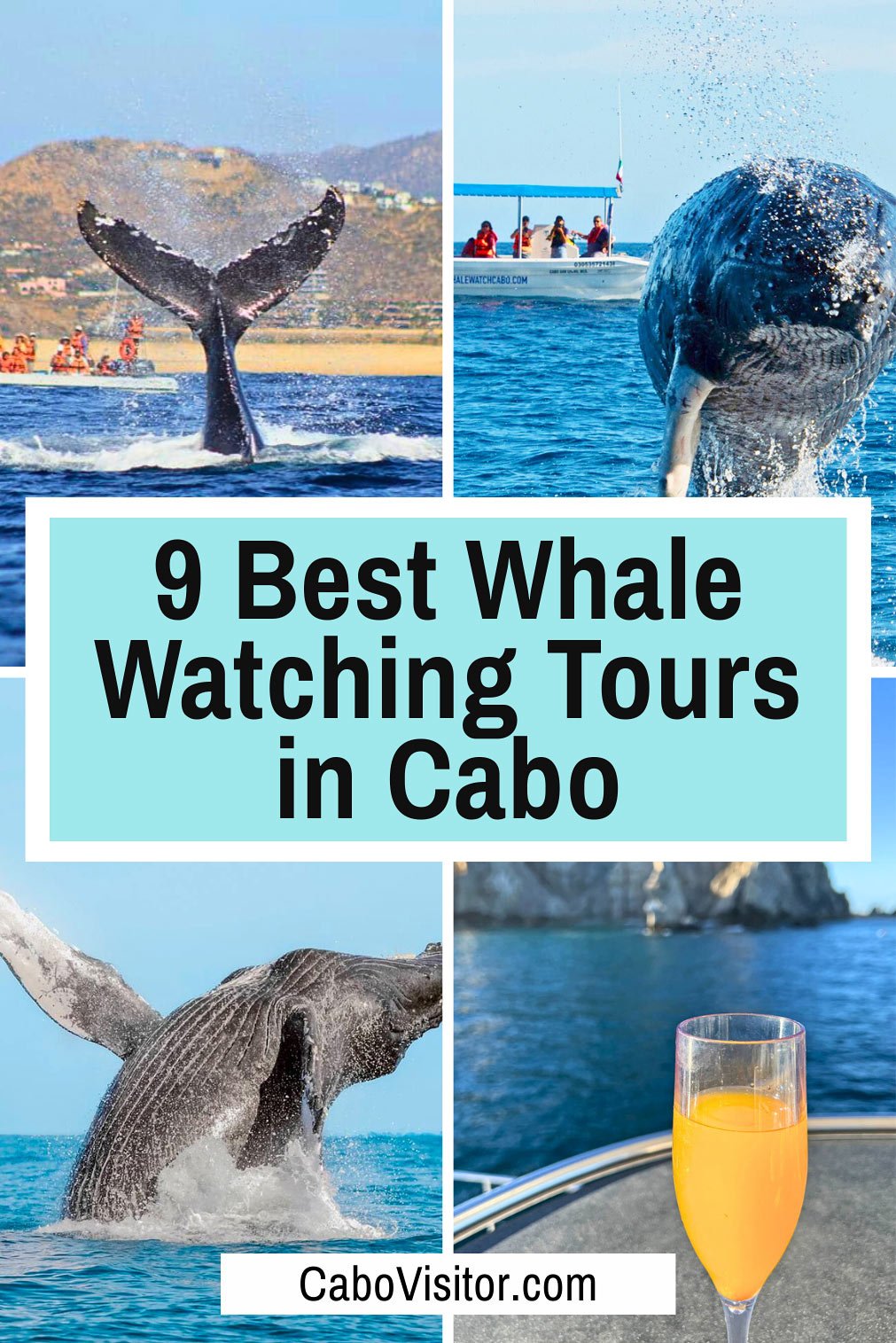 Best whale watching tours in Cabo San Lucas