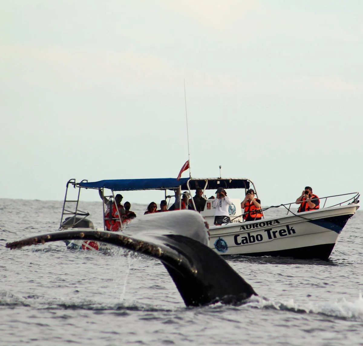 Visitors on a Cabo Trek boat watch a whale go back down under the water