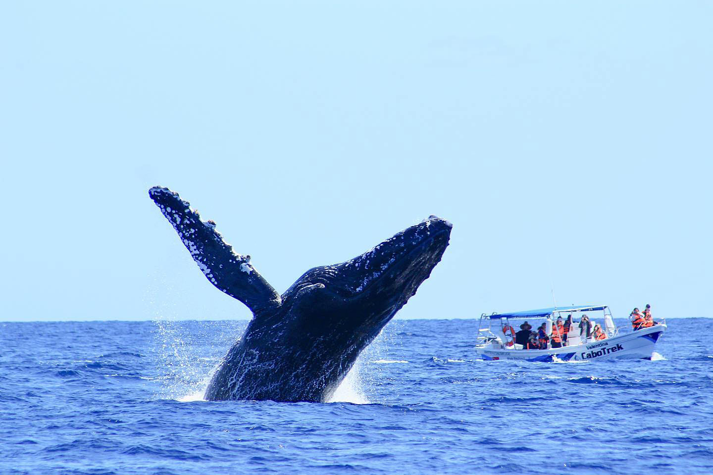 A whale watching boat tour in Cabo San Lucas
