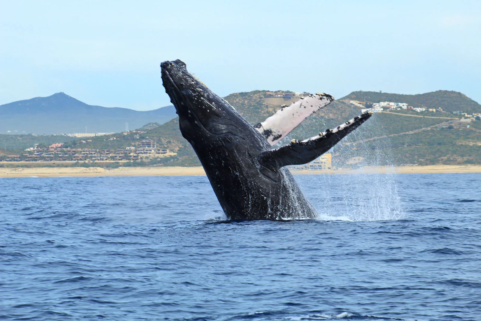 Breaching humpback whale in Cabo San Lucas