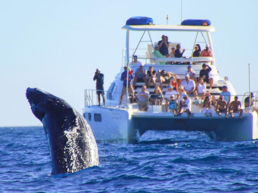 Whale watching on a deluxe catamaran with Cabo Adventures