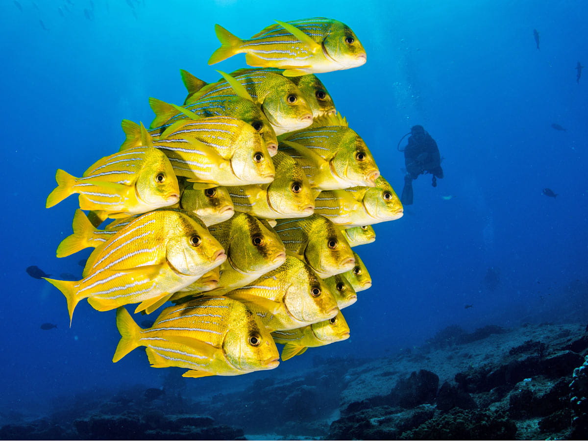 Large schools of yellow porkfish are commonly seen when diving Los Cabos.