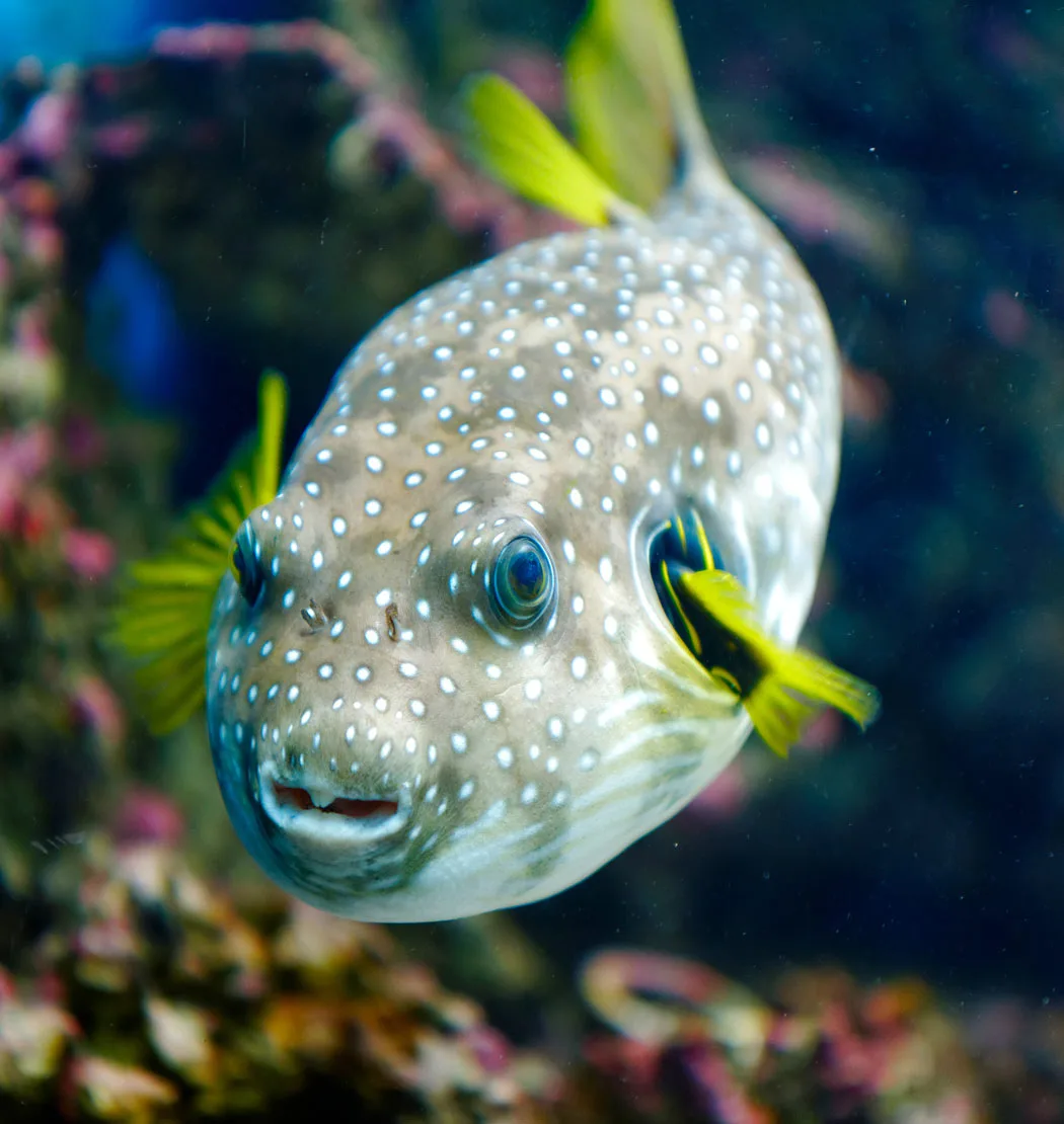Pufferfish at Land's End, Cabo
