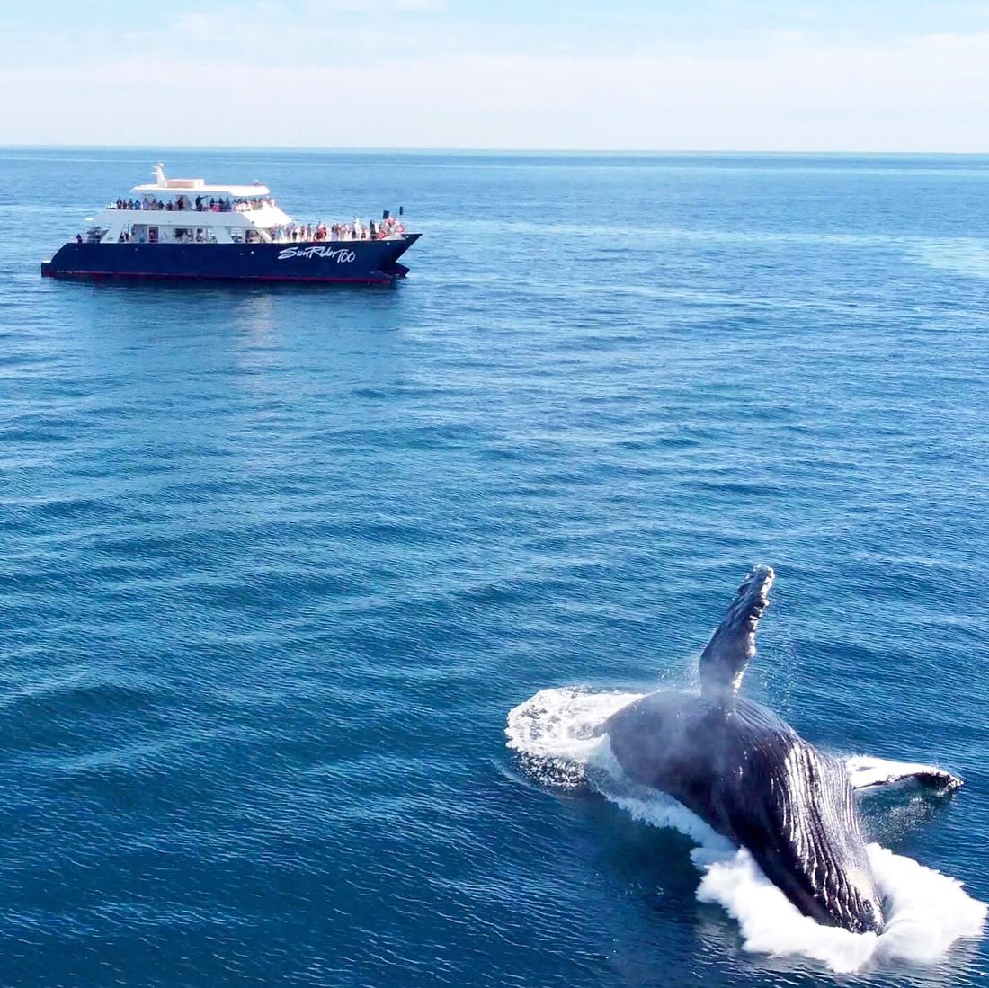 A humpback whale puts on a show in front of the SunRider 100 boat in Cabo San Lucas.