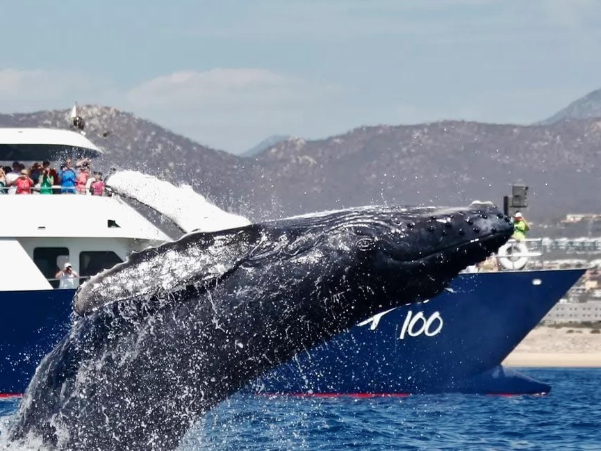 SunRider 100 whale watching big boat in Cabo San Lucas