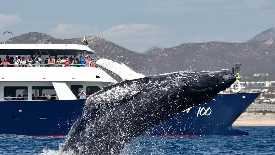 A humpback whale breaches right by a large catamaran in Cabo San Lucas Bay.