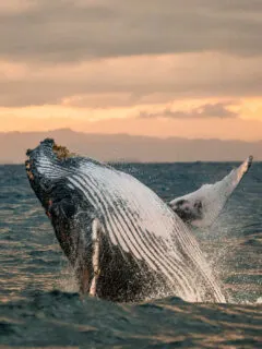 Best Whale Watching Tours in Cabo San Lucas