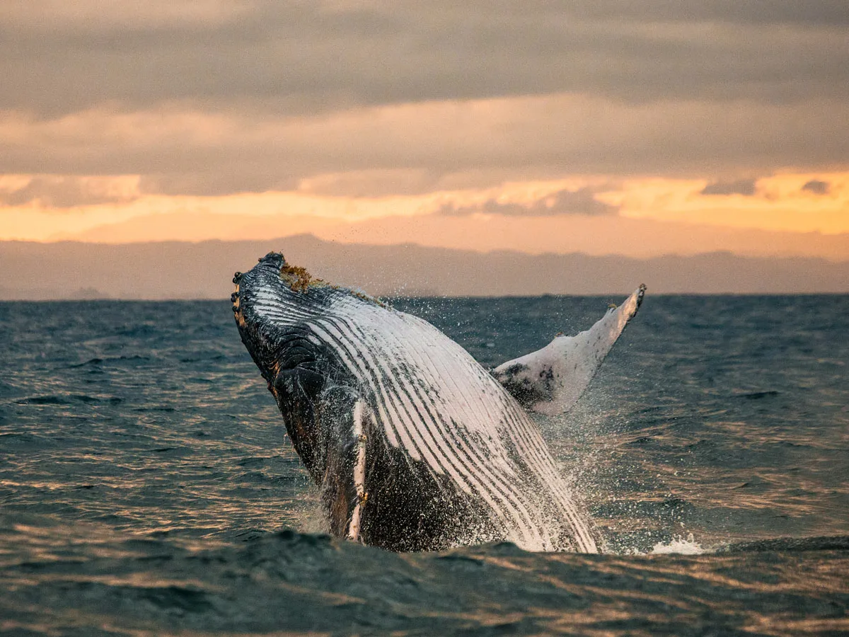 Cabo San Lucas Whale Watching Season