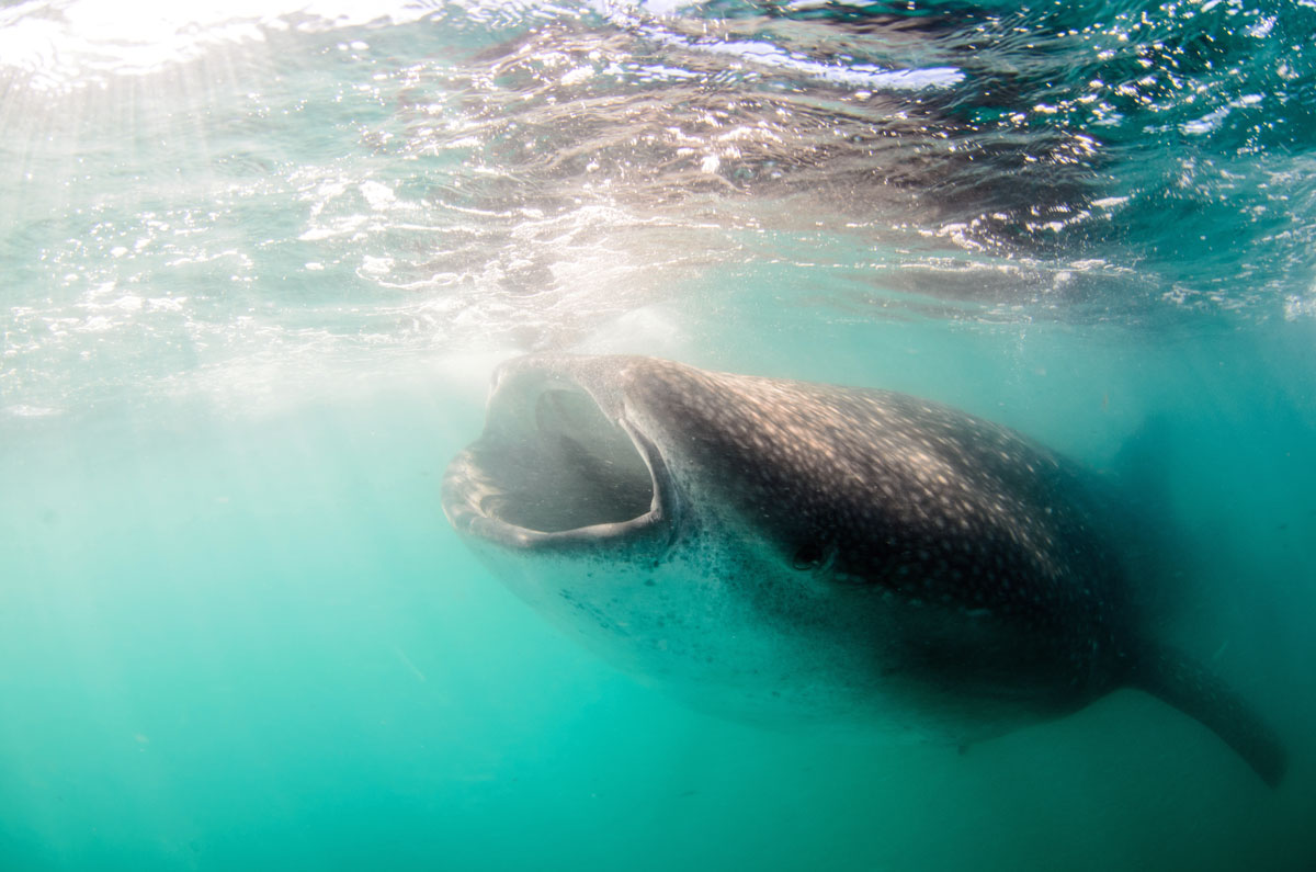 You can snorkel with whale sharks in La Paz.