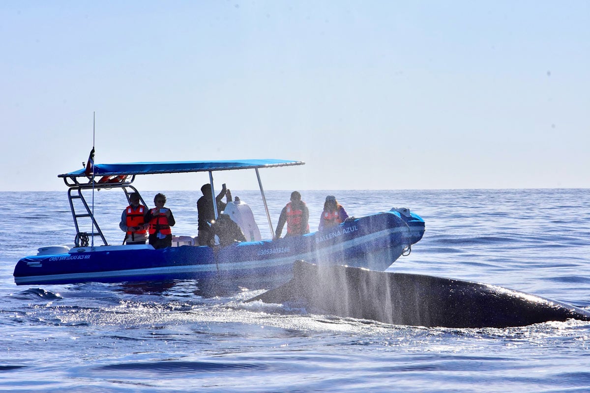 A whale surfaces by a Whale Watch Cabo zodiac in Cabo San Lucas.
