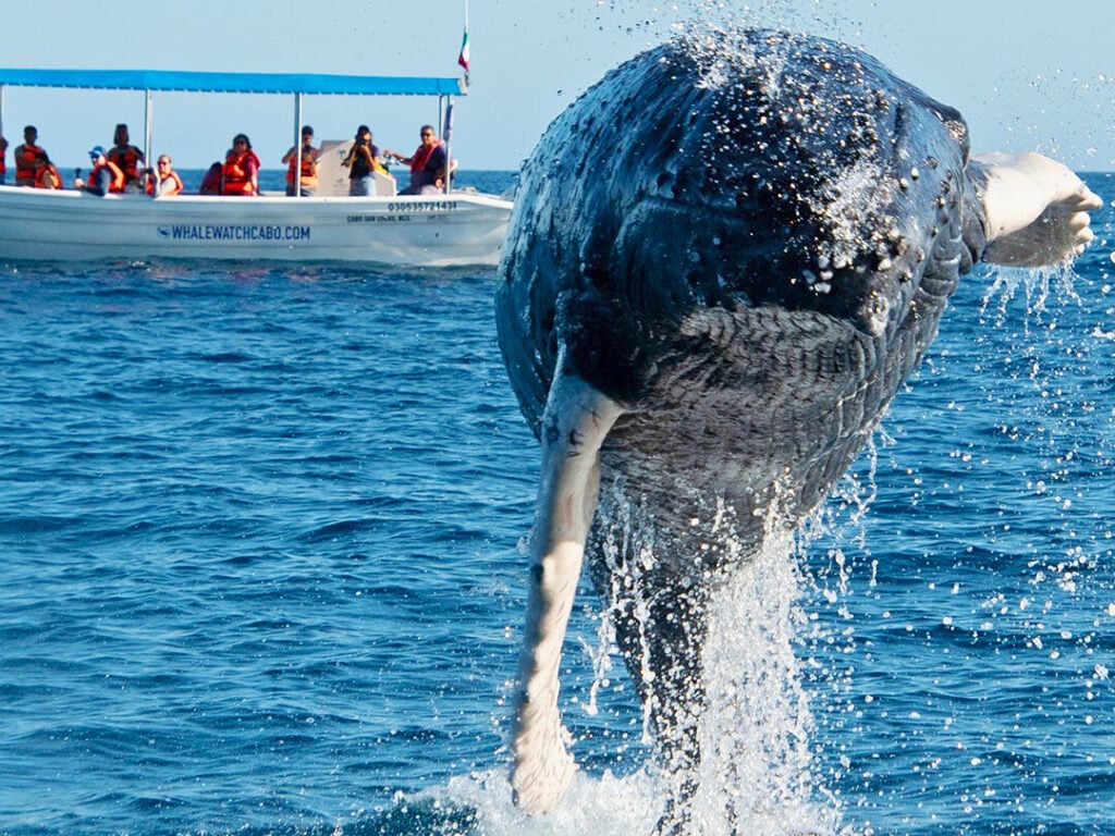 Whale Watch Cabo tour by small boat