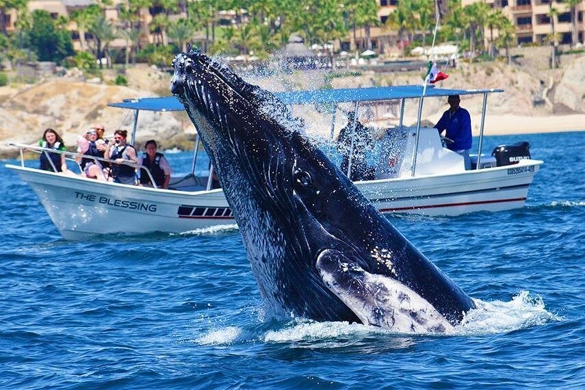 Whale breaching in front of a Whale Watch Cabo tour boat
