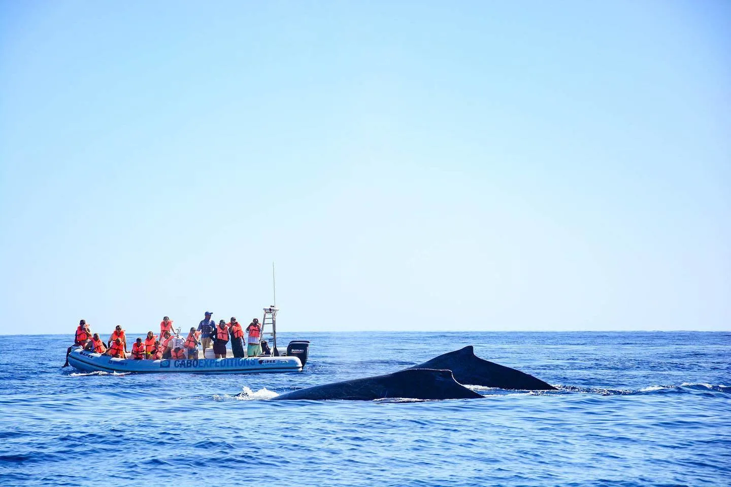 People on a Cabo Expeditions Zodiac watch two whales in Cabo San Lucas.