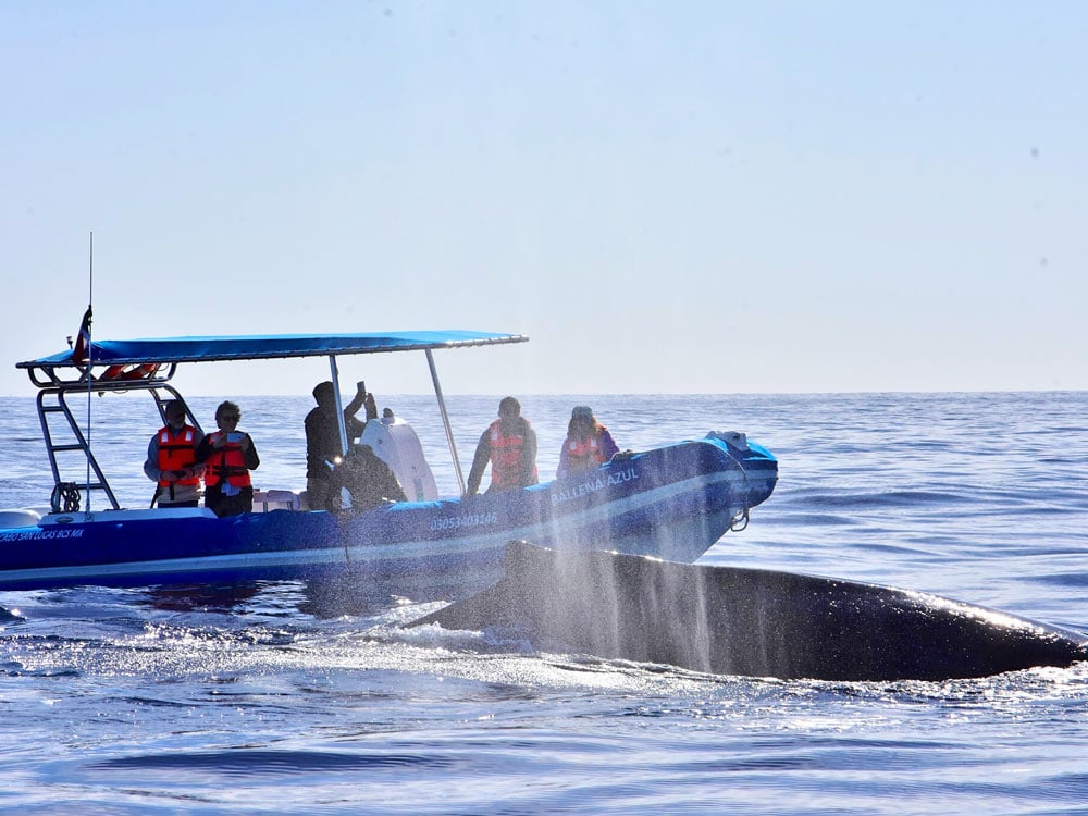 A whale surfaces by Whale Watch Cabo's zodiac