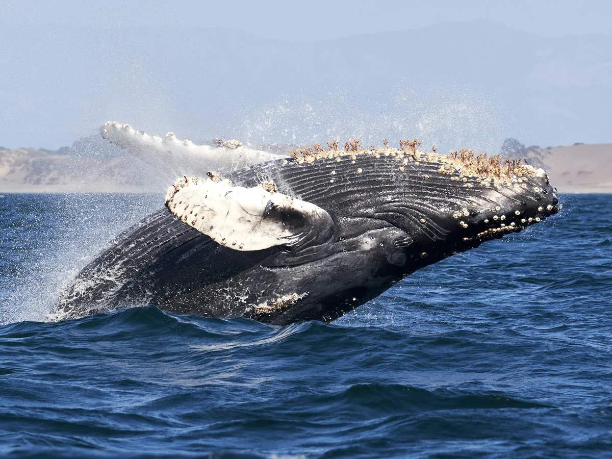Barnacles on a humpback whale in Los Cabos