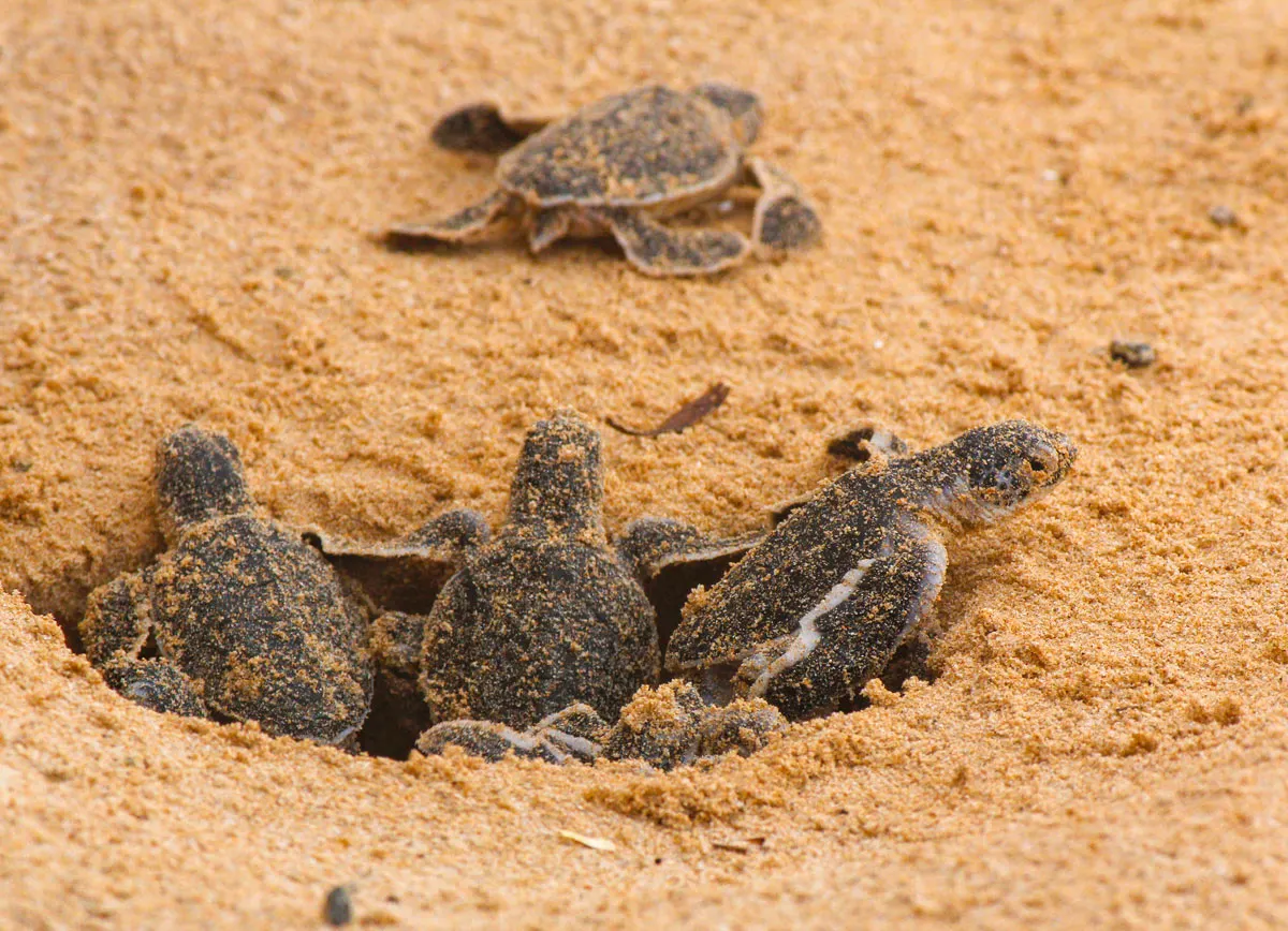 Baby turtles climbing out of their nest on the beach in Cabo