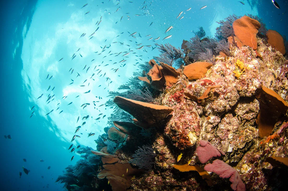 Colorful reef at Cabo Pulmo