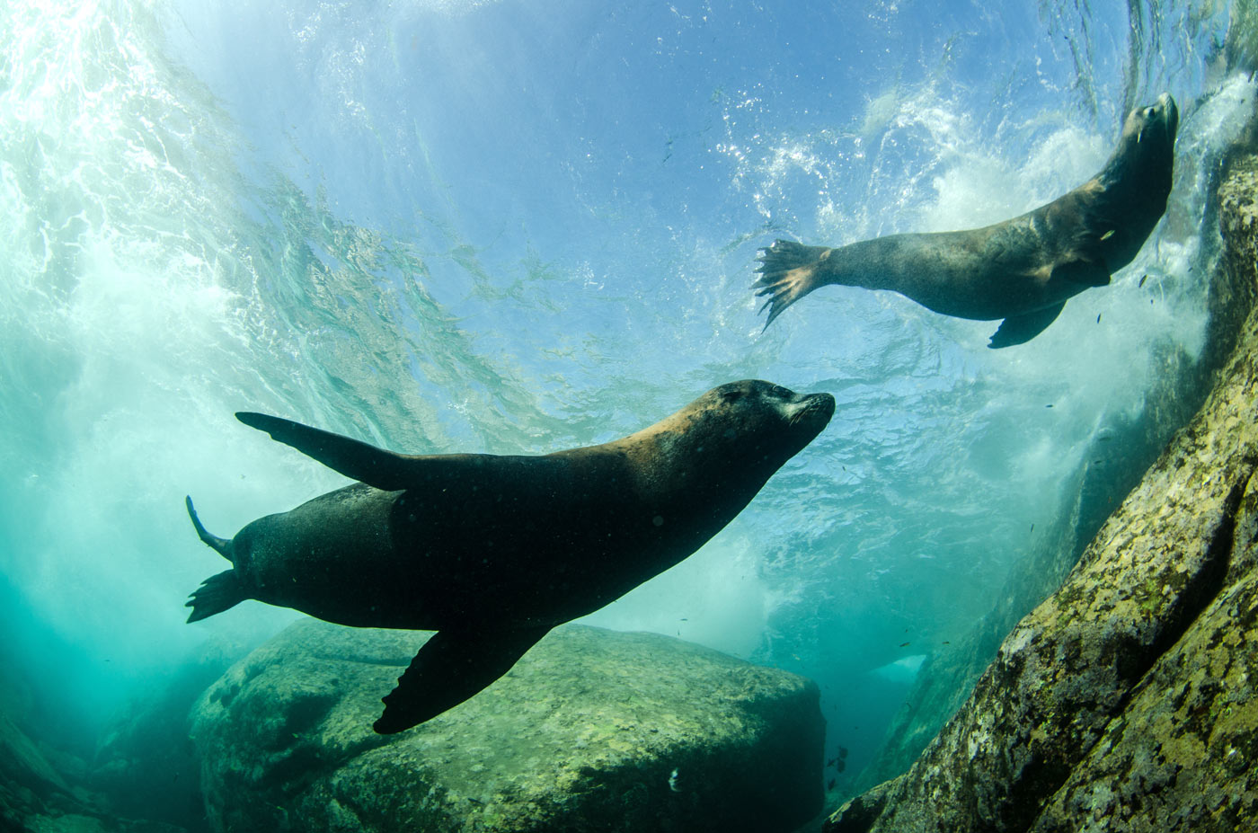 Sea lions at Land's End, Cabo San Lucas