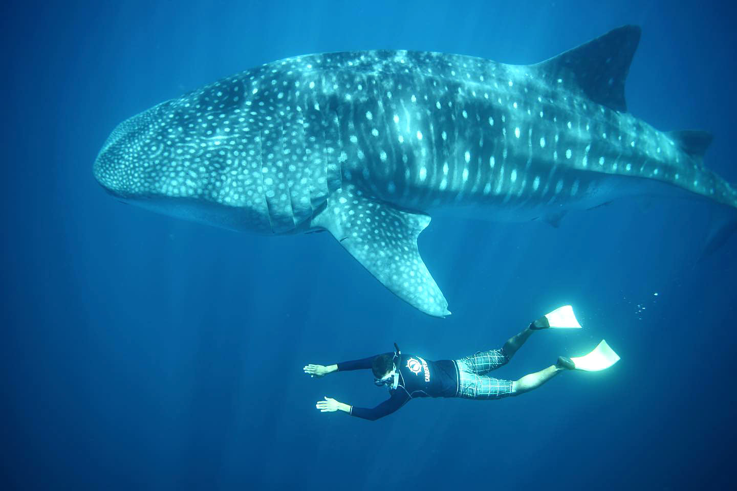 Snorkeler beside a large whale shark in La Paz
