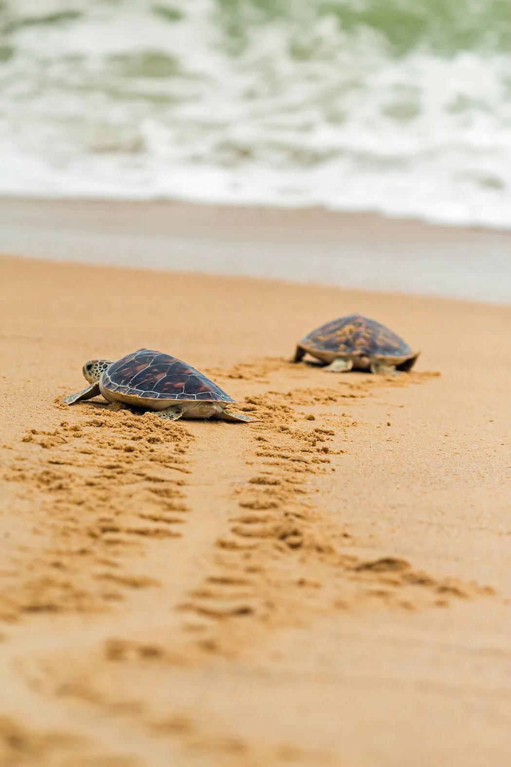 Baby turtles make their way across the sand to the sea