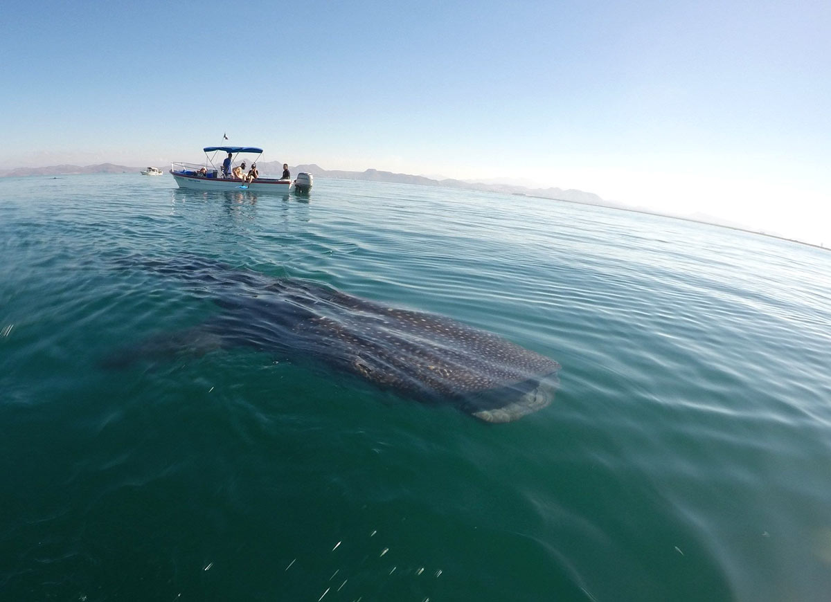 Boat on a whale shark tour in La Paz