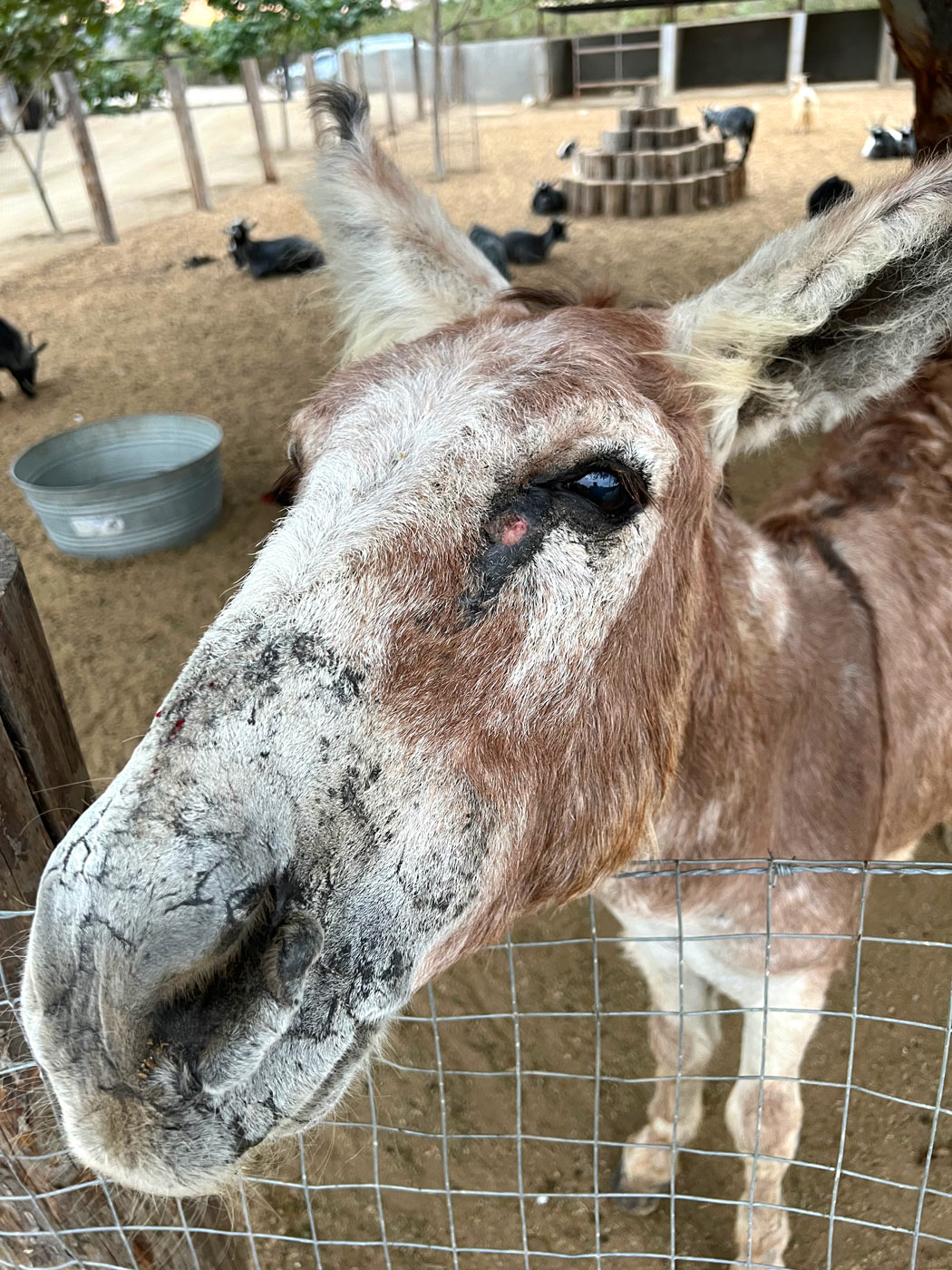 Rescued donkey at Acre sanctuary in Los Cabos