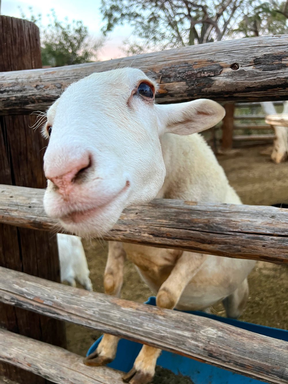 White animal sticking its head through a fence at Torote
