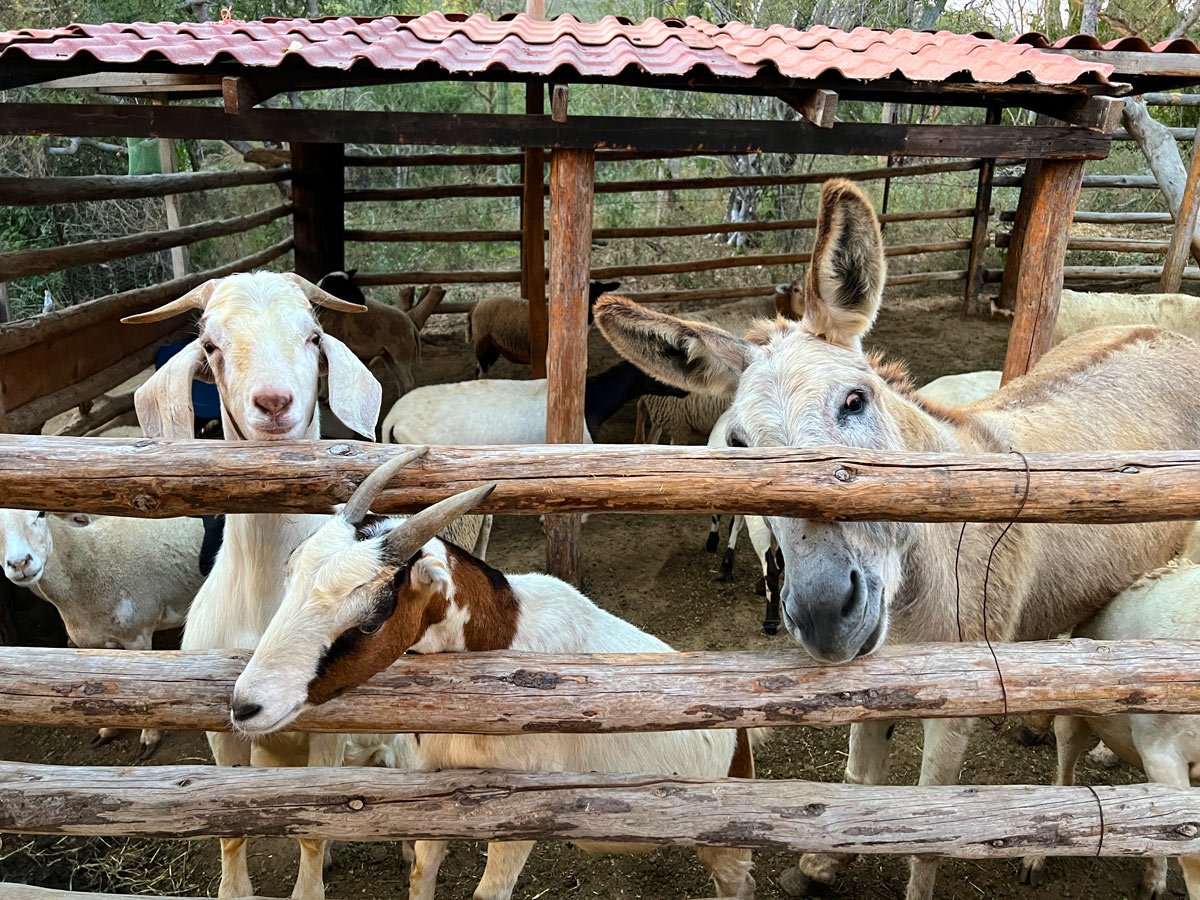 Goats and a curious burro at Torote farm-to-table restaurant in Cabo San Lucas