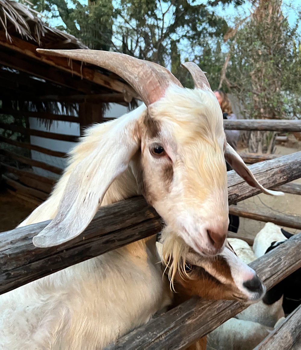 White goat at Torote farm
