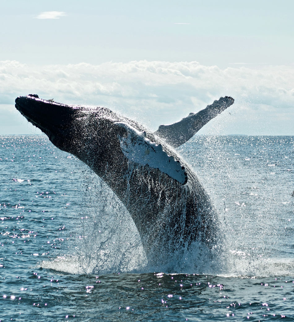 A humpback whale breaches in Cabo San Lucas