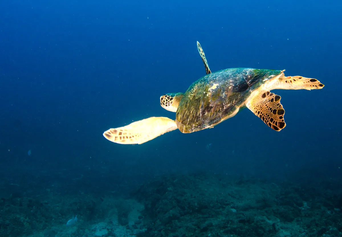 A sea turtle in Cabo Pulmo