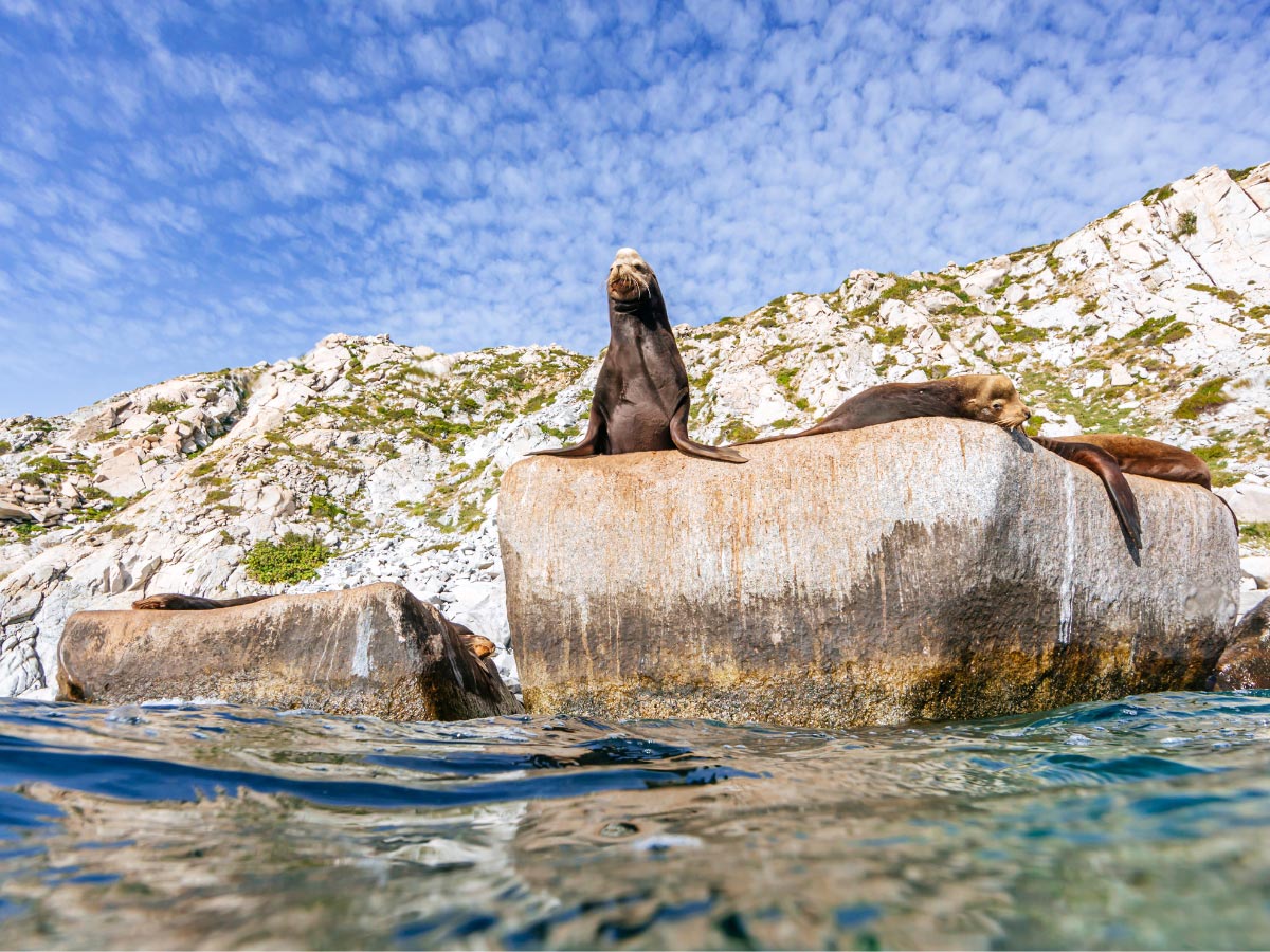 Sea lions at Cabo Pulmo