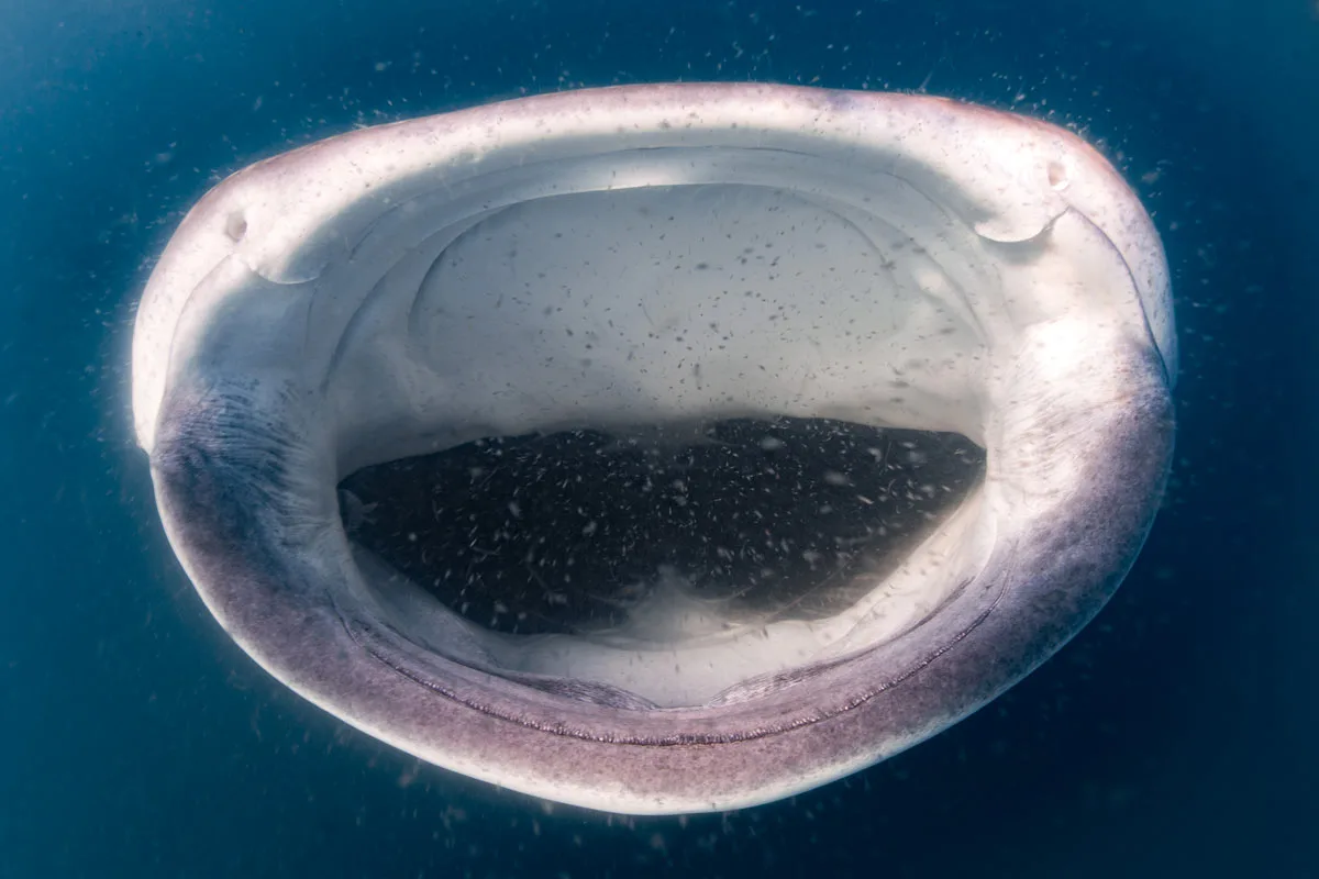 Mouth of a whale shark