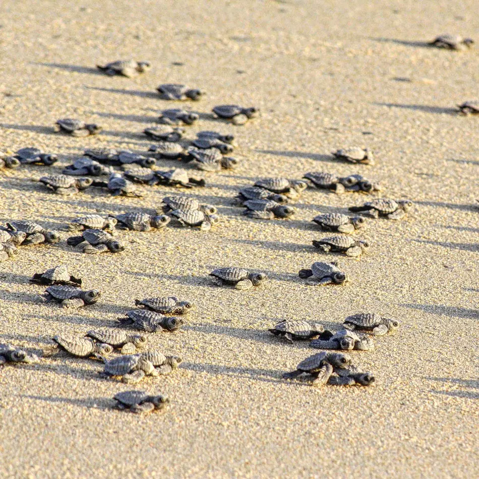 Baby turtles in Cabo scrabble their way down the beach to the sea.