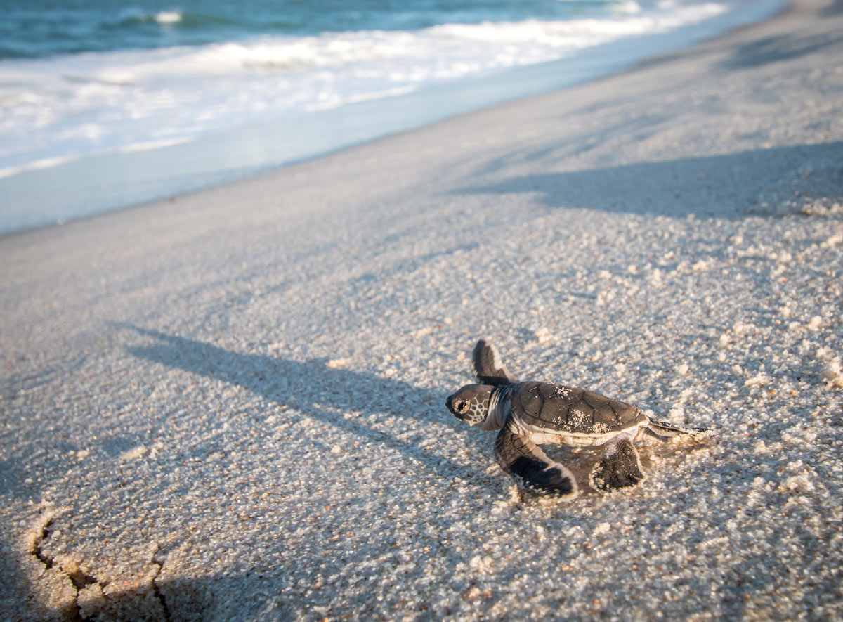 A baby green sea turtle 