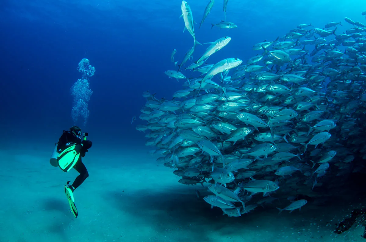 Imagine diving with a giant school of Trevally fish like this! Well, you can if you visit Cabo in October
