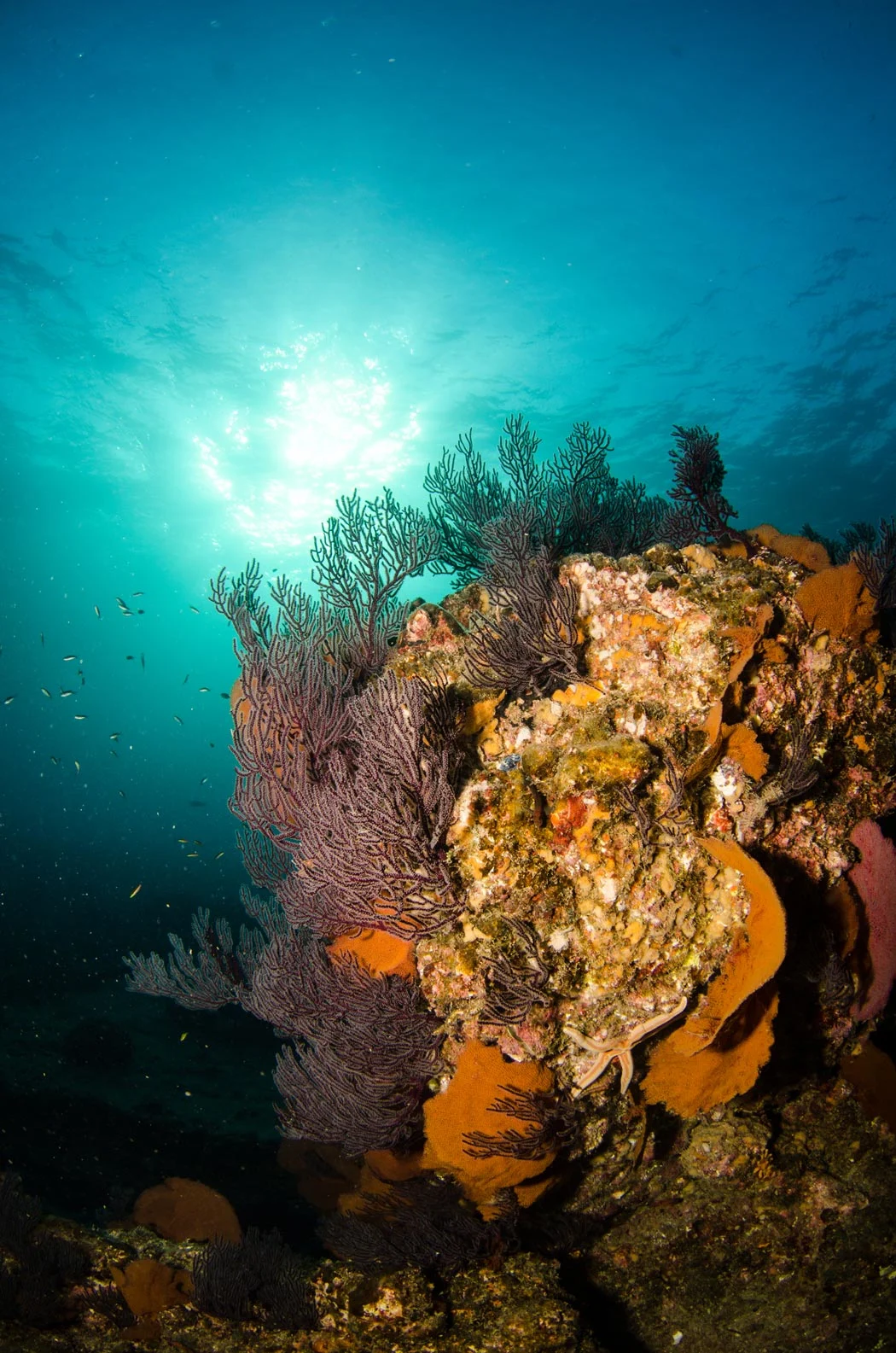 Sea of Cortez reef