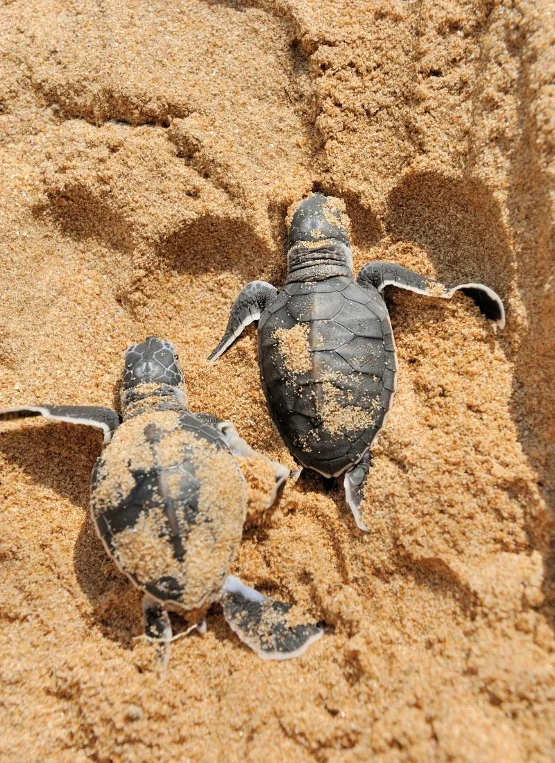 How cute is this! Baby turtles try to make their way to the sea.