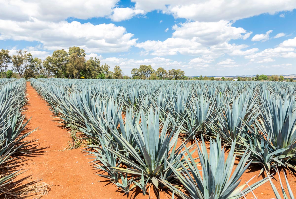 A field of blue agave plants in Mexico