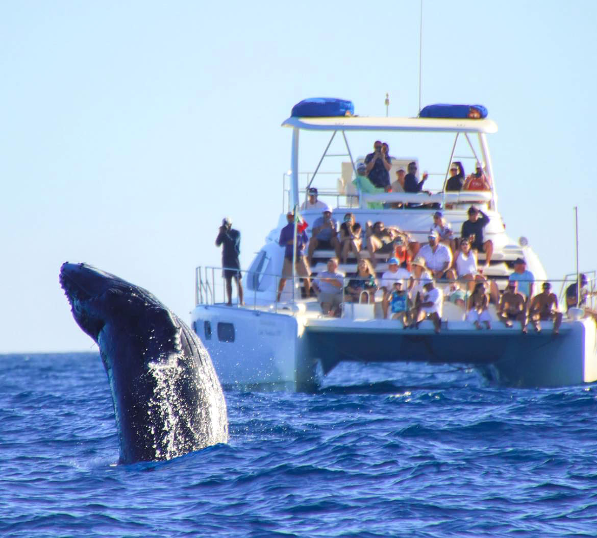 Whale watching in Cabo San Lucas from a luxury catamaran