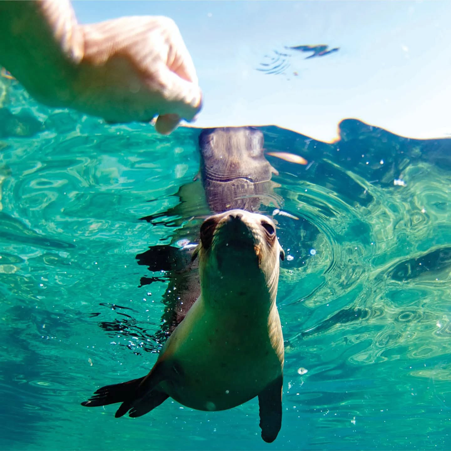 Curious sea lion in La Paz