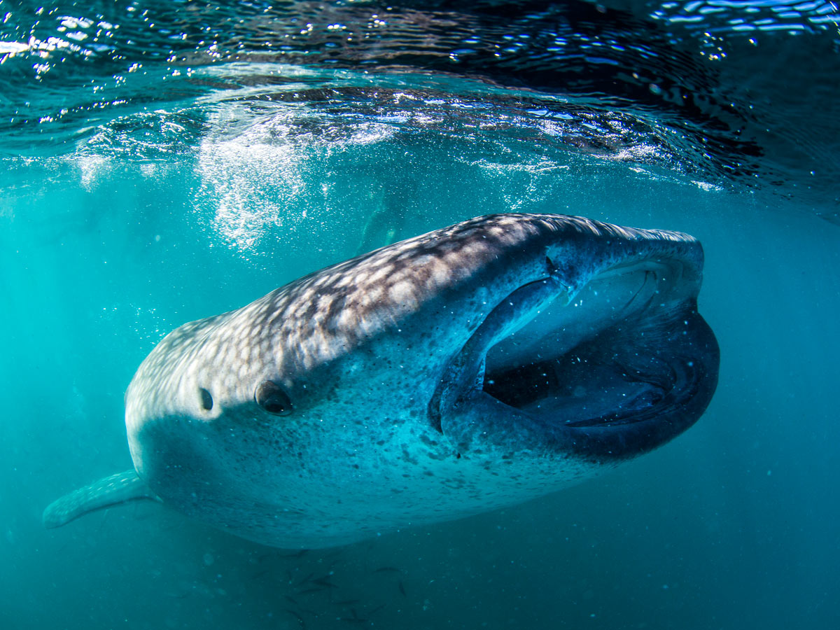 It's an amazing experience to snorkel with whale sharks