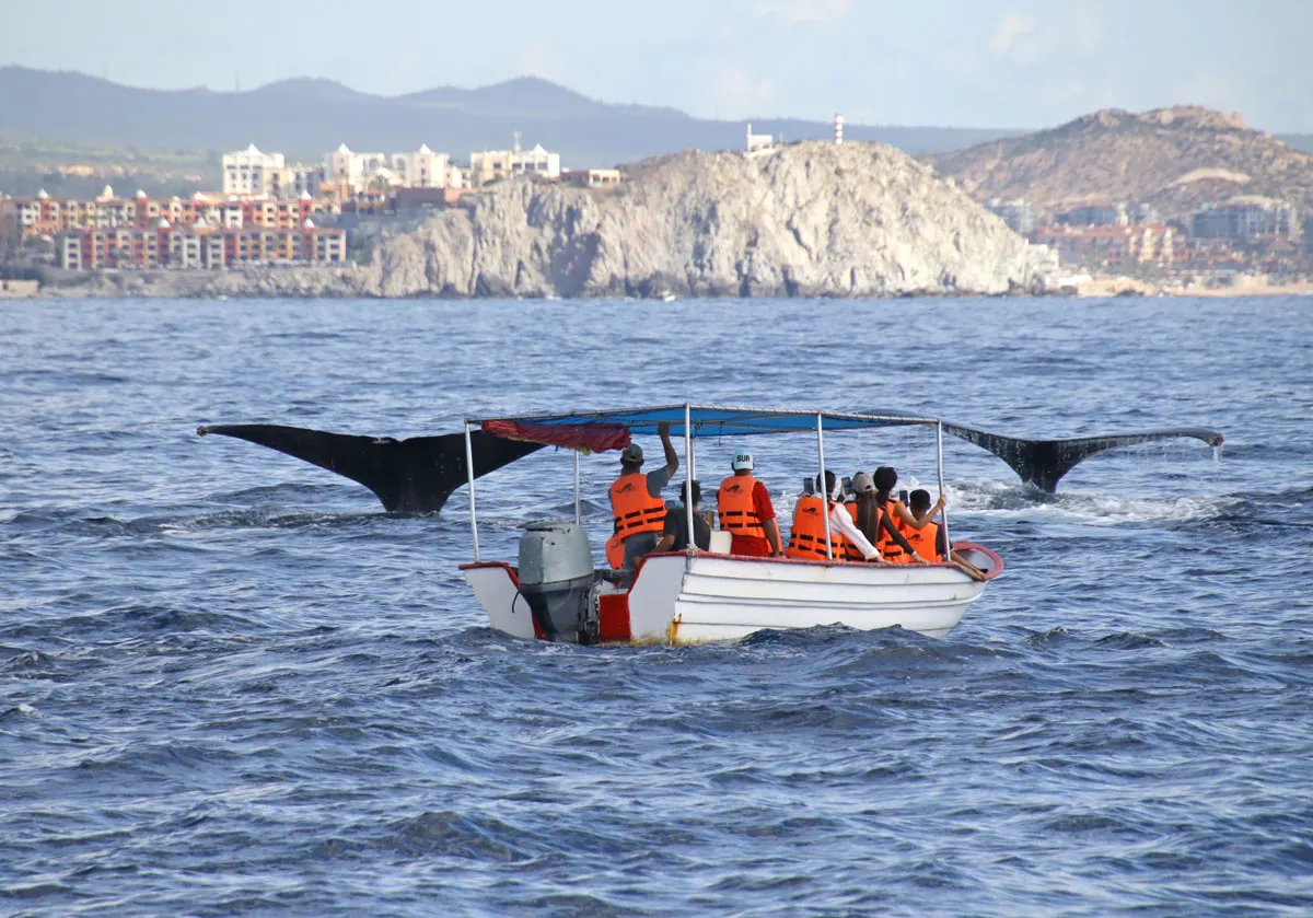 Small whale watching boat in Cabo San Lucas